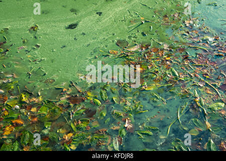 Close up di un oscuro stagno con alghe blu-verdi e foglie di autunno, Scotland, Regno Unito Foto Stock