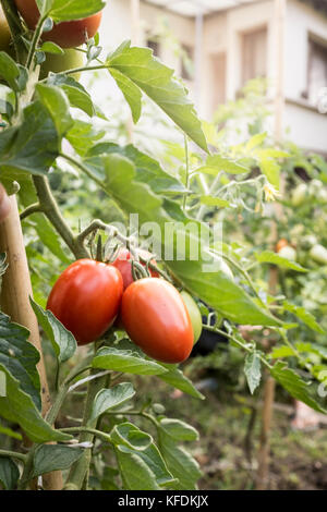 Pomodori biologici sulla vite in un giardino di casa a Bischeim, Francia. Foto Stock