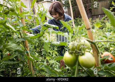 Una giovane ragazza sceglie i pomodori organici dalla sua casa giardino in bischeim, Francia. Foto Stock