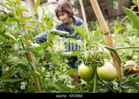 Una giovane ragazza sceglie i pomodori organici dalla sua casa giardino in bischeim, Francia. Foto Stock