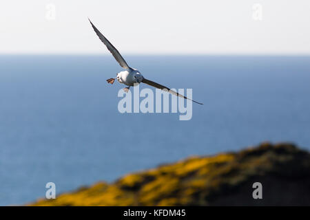 Fulmar in volo - North Cornish Coast, Cornwall, Regno Unito Foto Stock