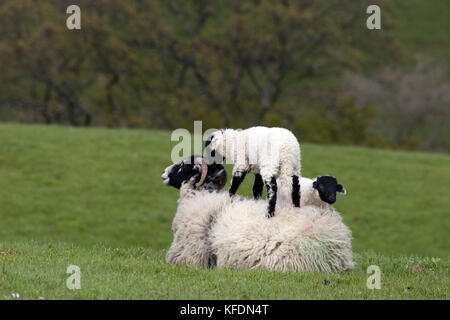 Agnelli Swaledale che saltano sulla schiena della madre, Yorkshire Dales, Inghilterra Foto Stock
