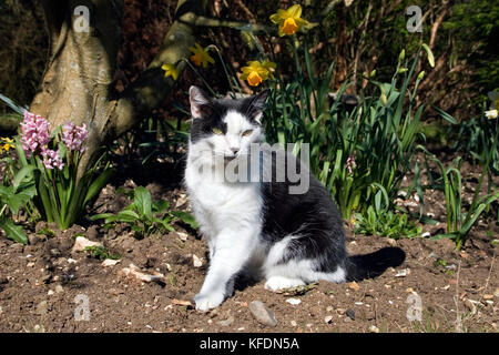 In bianco e nero di Tom cat seduti in giardino tra narcisi e giacinti Foto Stock