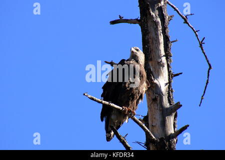 Bistrattato aquila calva arroccato su un arto di un morto betulla vicino a palisades serbatoio nel sud-est idaho Foto Stock