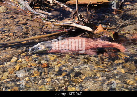 Morto il salmone il Salmone Kokanee galleggiante su rocce ghiaiosi in big elk creek, Idaho dopo la migrazione a monte per deporre le uova in autunno Foto Stock