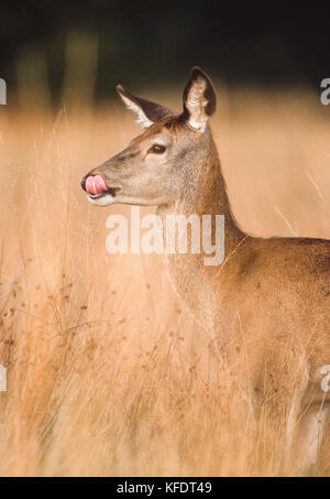 Femmina rosso cervo (Cervus elaphus), hind in piedi in erbe leccare il naso durante la stagione autunnale, Richmond Park, Londra, Regno Unito, Isole britanniche Foto Stock