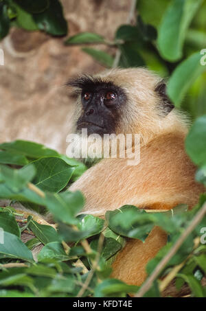 Grigio per adulti Langur o scimmia Hanuman,(Semnopithecus entellus), appoggiati a un albero, Bharatpur Rajasthan, India Foto Stock