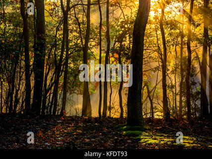 Autunno magnifico sfondo con raggi di sole raggiante attraverso gli alberi della foresta Foto Stock