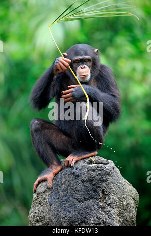 Scimpanzé, (Pan troglodytes troglodytes), femmina adulta, utilizza il tool, captive, verificarsi in africa Foto Stock