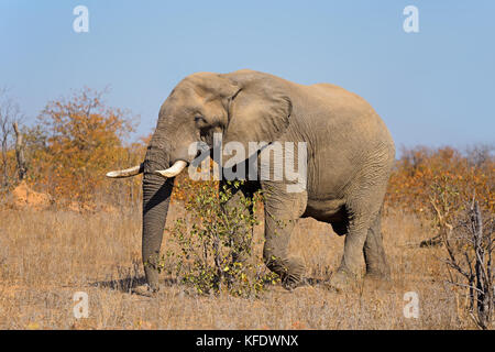 Grande bolla africano Elefante africano (Loxodonta africana), Kruger National Park, Sud Africa Foto Stock