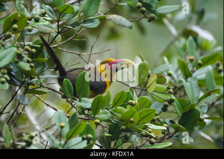 Un Toucanet Saffron della foresta pluviale atlantica che mangia frutta nativa nel baldacchino Foto Stock