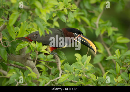 Un aracari dalla castagna dal Pantanal Foto Stock