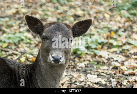 Un piccolo muso di un cervo senza corna un maschio di colore marrone in un parco che giace a terra su una pila di fogliame di autunno di colore giallo Foto Stock