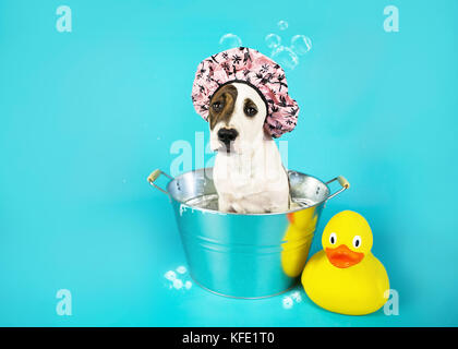 Triste cucciolo avente una vasca da bagno con rubber duck Foto Stock
