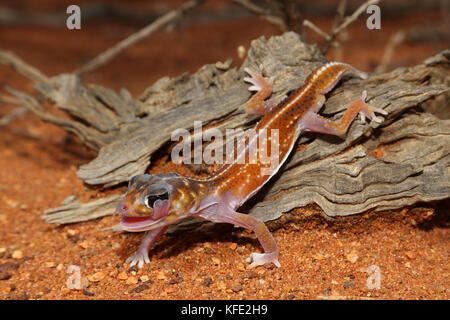 Geco medio con coda a pomello (Nefrurus vertebre) che scende da un tronco decadente a sabbia rossa, leccando l'occhio. Monte Magnet, regione di Pilbara, Ovest Foto Stock