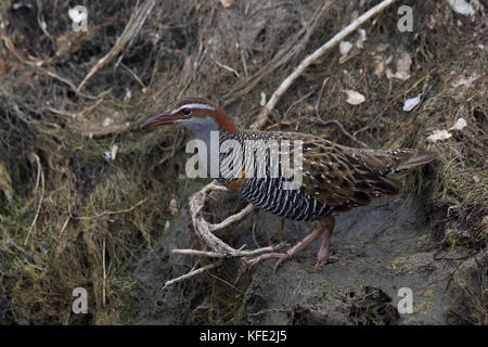 Ferrovia a filo (Hypotaenidia philippensis) ferma. Australind, regione Sud Ovest, Australia Occidentale, Australia Foto Stock