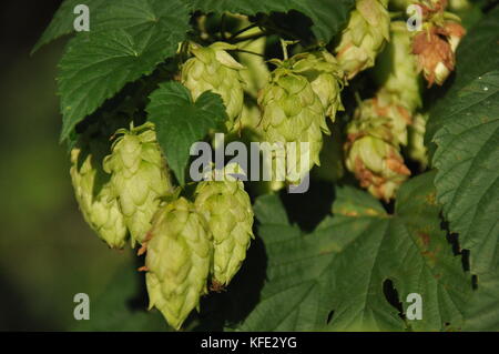 In fase di maturazione il sole luppolo. prodotto per la produzione della birra Foto Stock