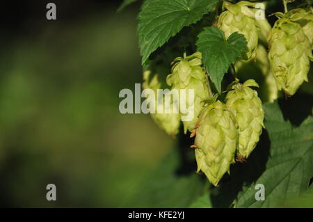 In fase di maturazione il sole luppolo. prodotto per la produzione della birra Foto Stock