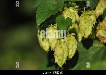 In fase di maturazione il sole luppolo. prodotto per la produzione della birra Foto Stock