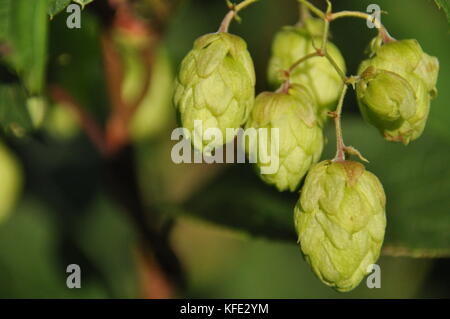 In fase di maturazione il sole luppolo. prodotto per la produzione della birra Foto Stock