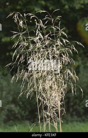 Capelli tufted-erba - deschampsia cespitosa Foto Stock