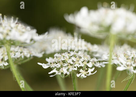 Hogweed - heracleum sphondylium Foto Stock