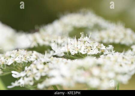 Hogweed - heracleum sphondylium Foto Stock