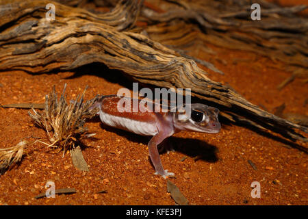 Geco con coda a pomello (Nefrurus vertebre) di linea intermedia su sabbia rossa. Mount Magnet, regione di Pilbara, Australia Occidentale, Australia Foto Stock