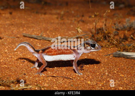 Geco con coda a pomello (Nefrurus vertebre) di linea intermedia su terreno rosso. Mount Magnet, regione di Pilbara, Australia Occidentale, Australia Foto Stock