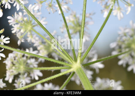 Hogweed - heracleum sphondylium Foto Stock