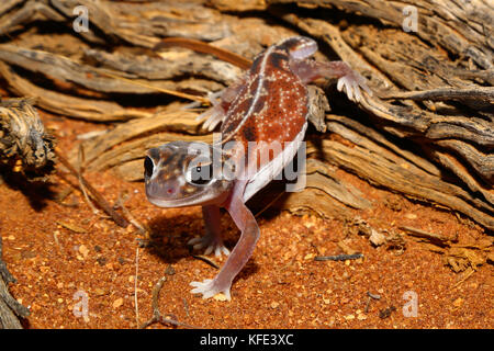 Geco medio con coda a pomello (Nefrurus vertebre) che scende lungo un tronco. Mount Magnet, regione di Pilbara, Australia Occidentale, Australia Foto Stock