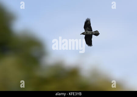 Raven - Corvus corax Foto Stock