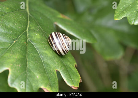 Brown-lumaca a labbro - Cepaea nemoralis Foto Stock