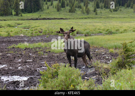 Alci - Alces alces. Visita di un minerale leccare nelle Montagne Rocciose, Alberta, Canada Foto Stock