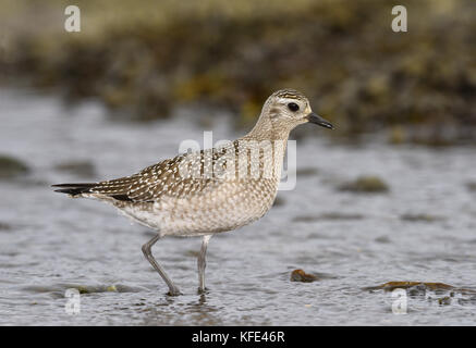 American golden plover - pluvialis dominica Foto Stock