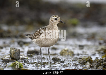 American golden plover - pluvialis dominica Foto Stock