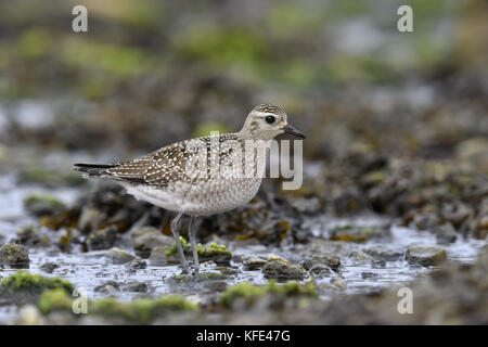 American golden plover - pluvialis dominica Foto Stock