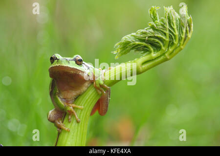 Raganella (Hyla arborea) su una pianta verde Foto Stock