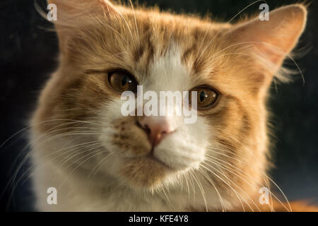 Lo zenzero cat close-up durante l ora d'oro Foto Stock