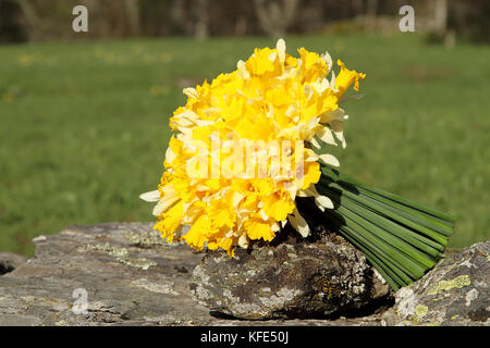 Bouquet di giunchiglie (Narcissus pseudonarcissus) Foto Stock