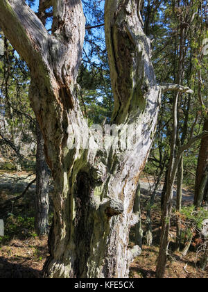 VECCHIA FORESTA NATURALE nella primavera del 2017 Foto Stock