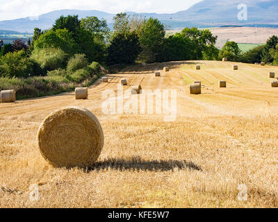 Round balle di fieno in Black Isle, Scozia Foto Stock