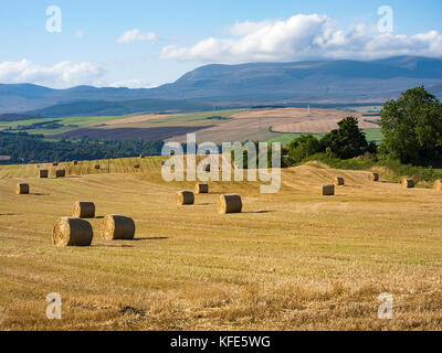 Round balle di fieno in Black Isle, Scozia Foto Stock