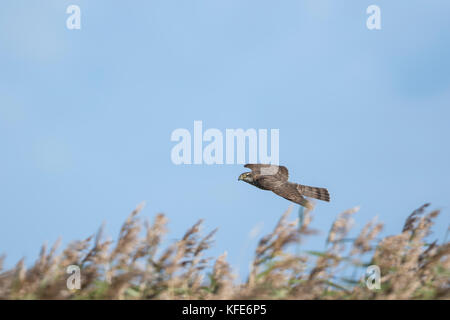 Eurasian Sparviero (Accipiter nisus) capretti in volo sulla migrazione Foto Stock