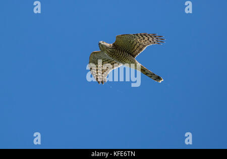 Eurasian Sparviero (Accipiter nisus) capretti in volo sulla migrazione Foto Stock
