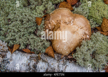 Dettaglio del bianco del registro di Betulla sul suolo della foresta con le renne lichen, Ontario, Canada, Bruce Montagne/Dembinsky Foto Assoc Foto Stock