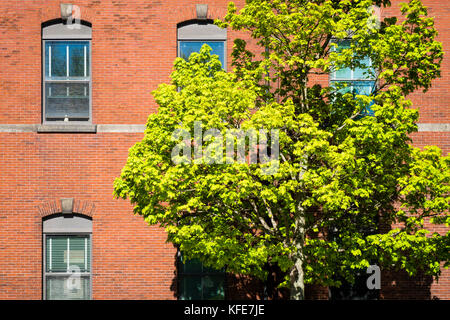 Un albero solitario su un marciapiede contro un edificio in mattoni. Foto Stock