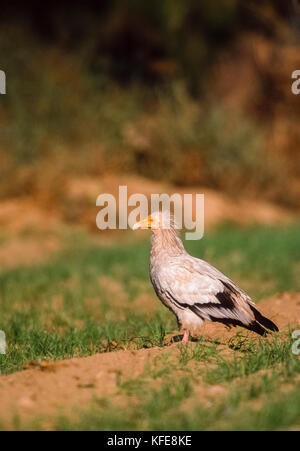 Adulto Capovaccaio (Neophron percnopterus), su terreno coltivato nei pressi di Bharatpur, Rajasthan, India Foto Stock