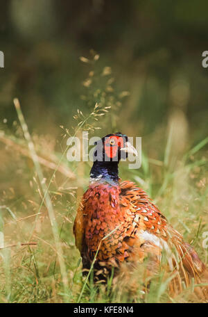 Il fagiano comune, (Phasianus colchicus), Kew Gardens, London, Regno Unito Foto Stock