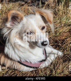 Il cucciolo si rilassa durante l'escursione nella Little Lakes Valley nel Rock Creek Canyon nella Sierra orientale della California Foto Stock